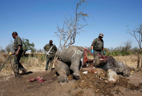 The criminals making millions from illegal wildlife trafficking - TOP SECRET 
